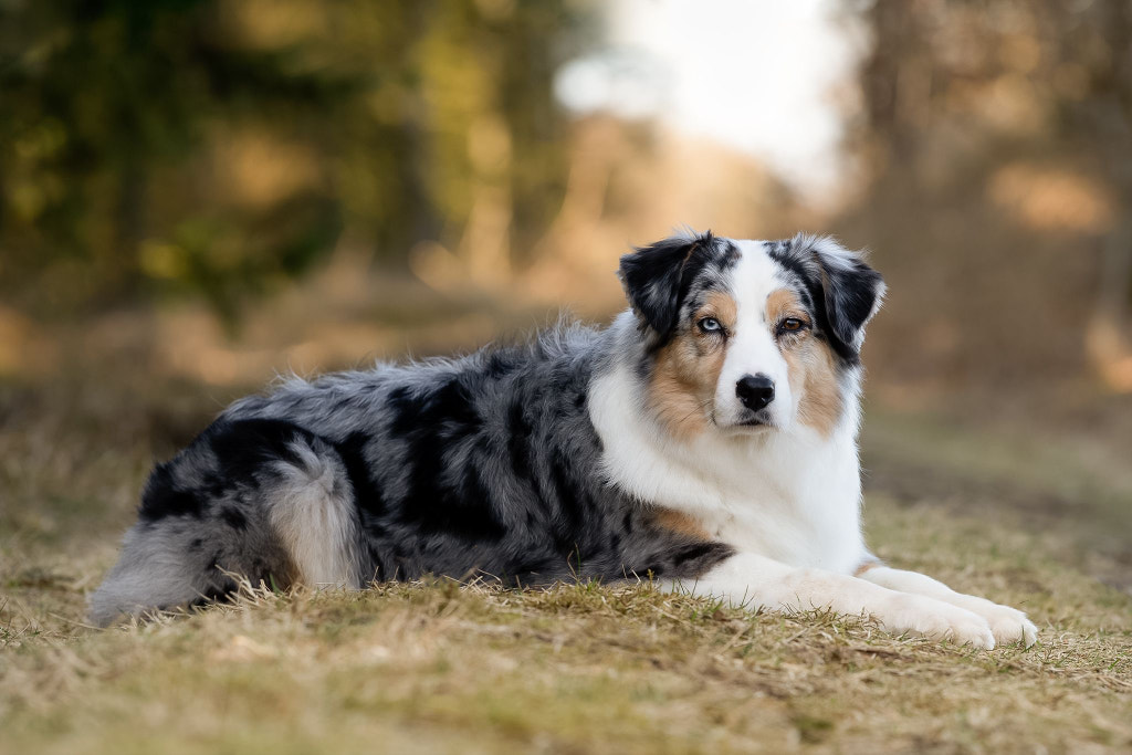 AUSSIE by Anita Toft on 500px.com