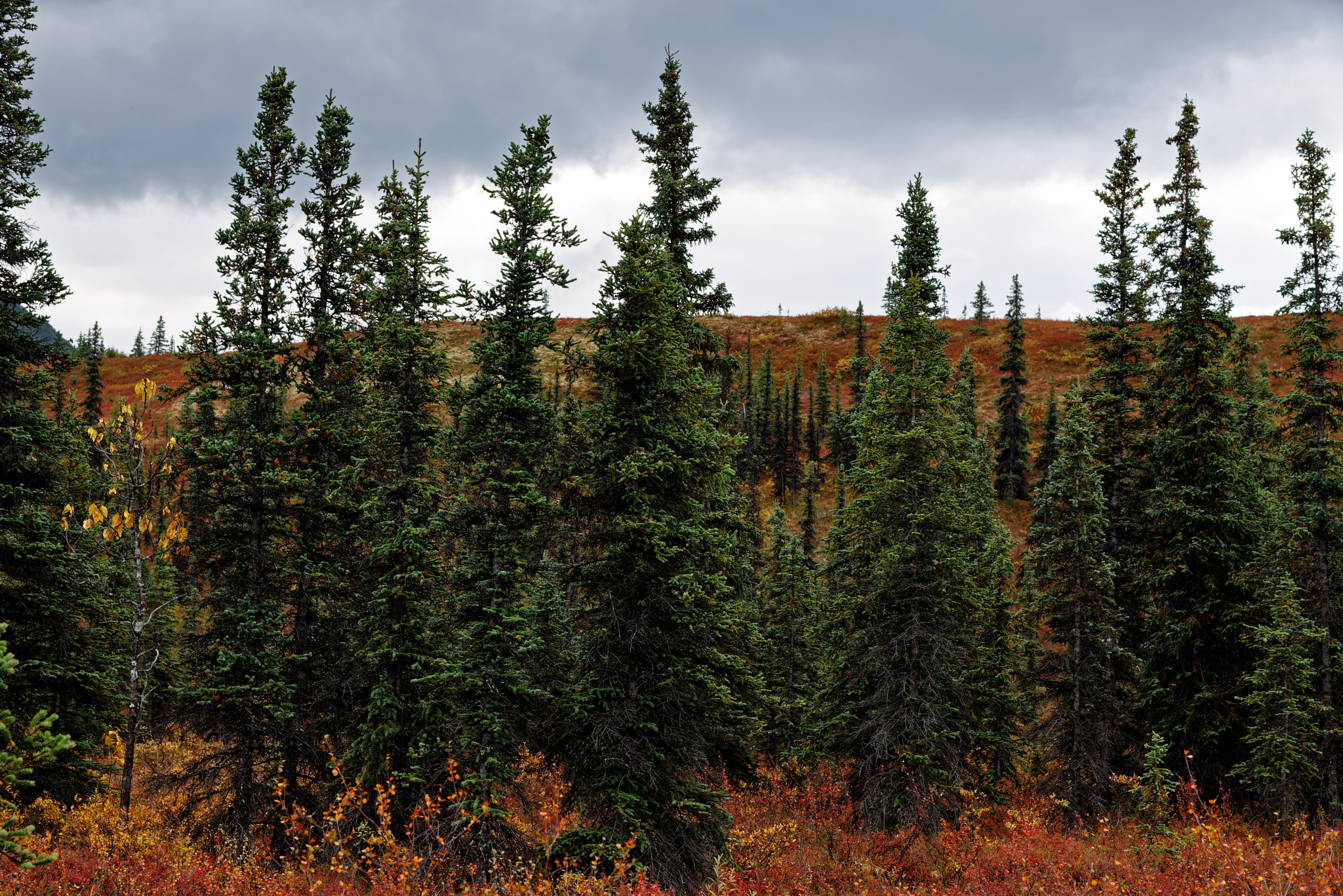 A Small Forest of Evergreen Trees Amongst the Alaskan Tundra of Denali