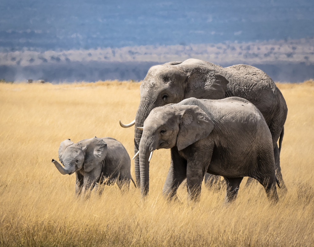 Family by Bruce Alexander on 500px.com