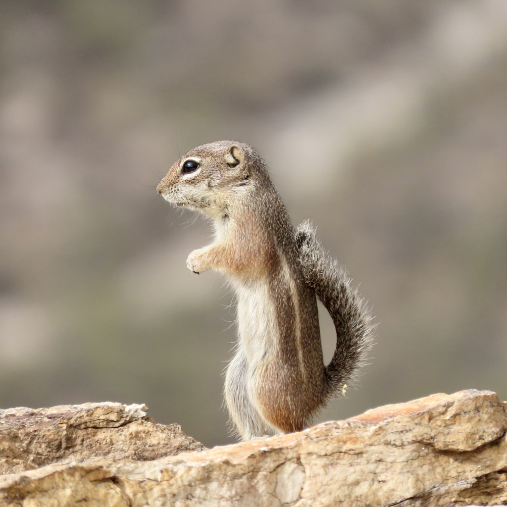 Squirrel by JessicaWindes on 500px.com