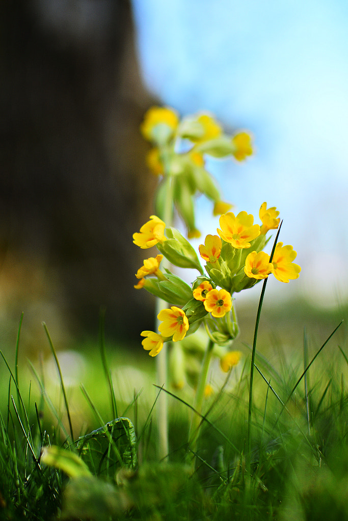 Primula veris by Andreea Szigeti on 500px.com