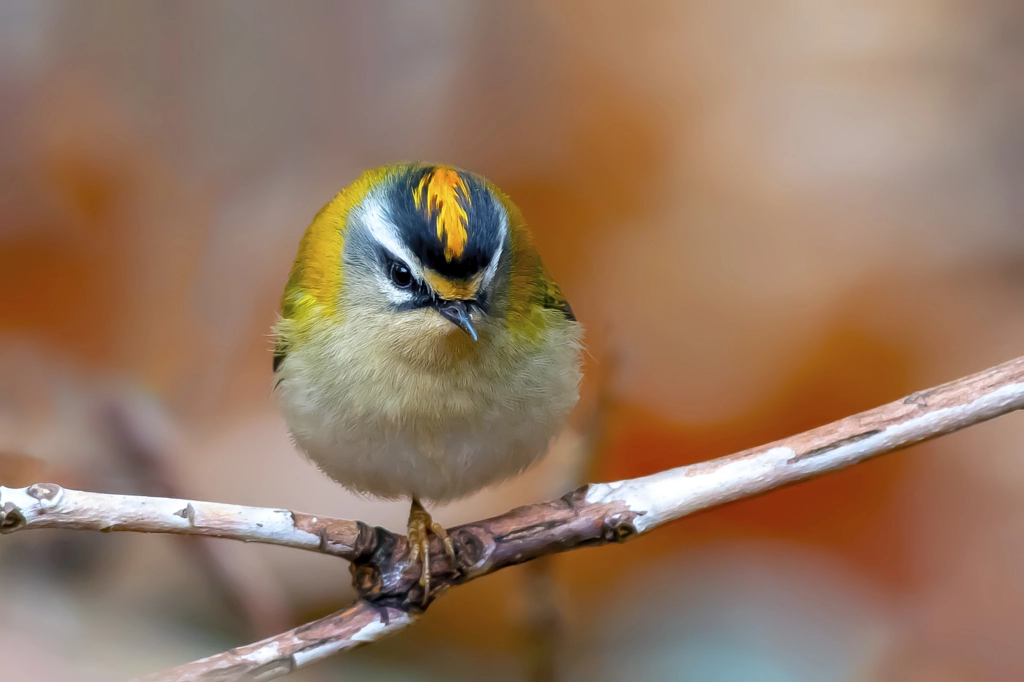 Firecrest by Krzysztof Kozlowski on 500px.com