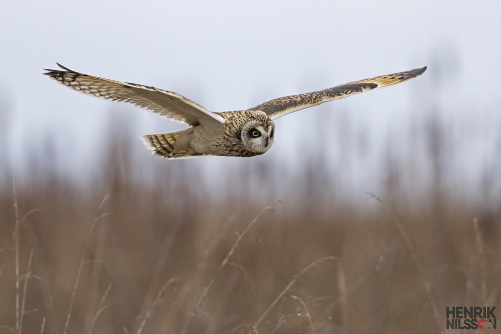 Short Eared Owl by Henrik Nilsson on 500px.com