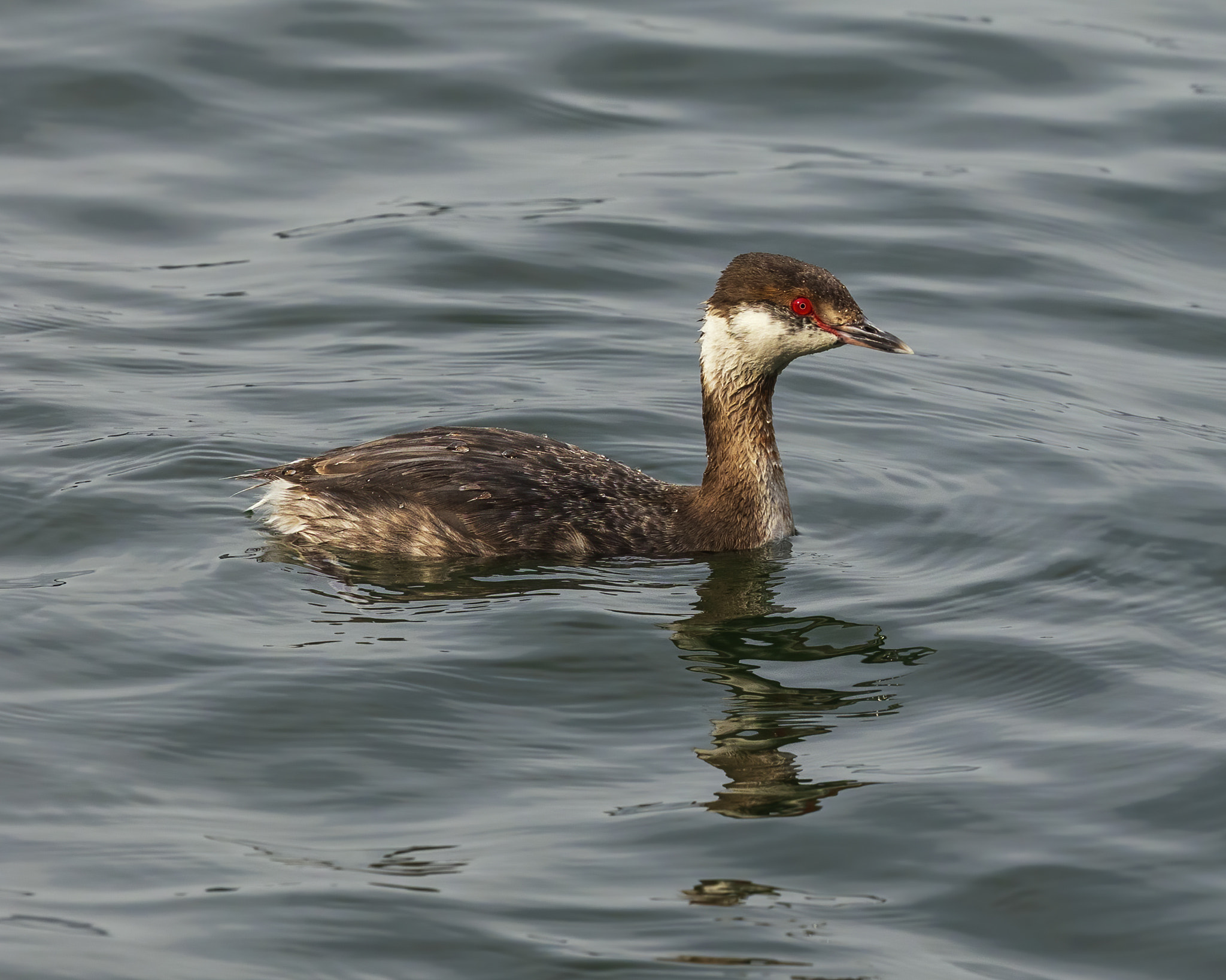 Horned Grebe