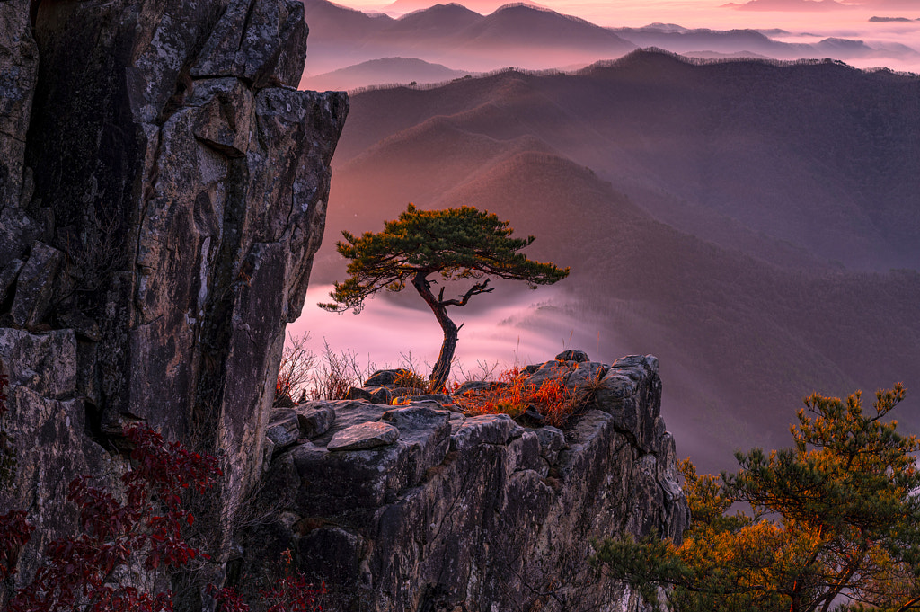 Tree and light by Yeodong Yoon on 500px.com