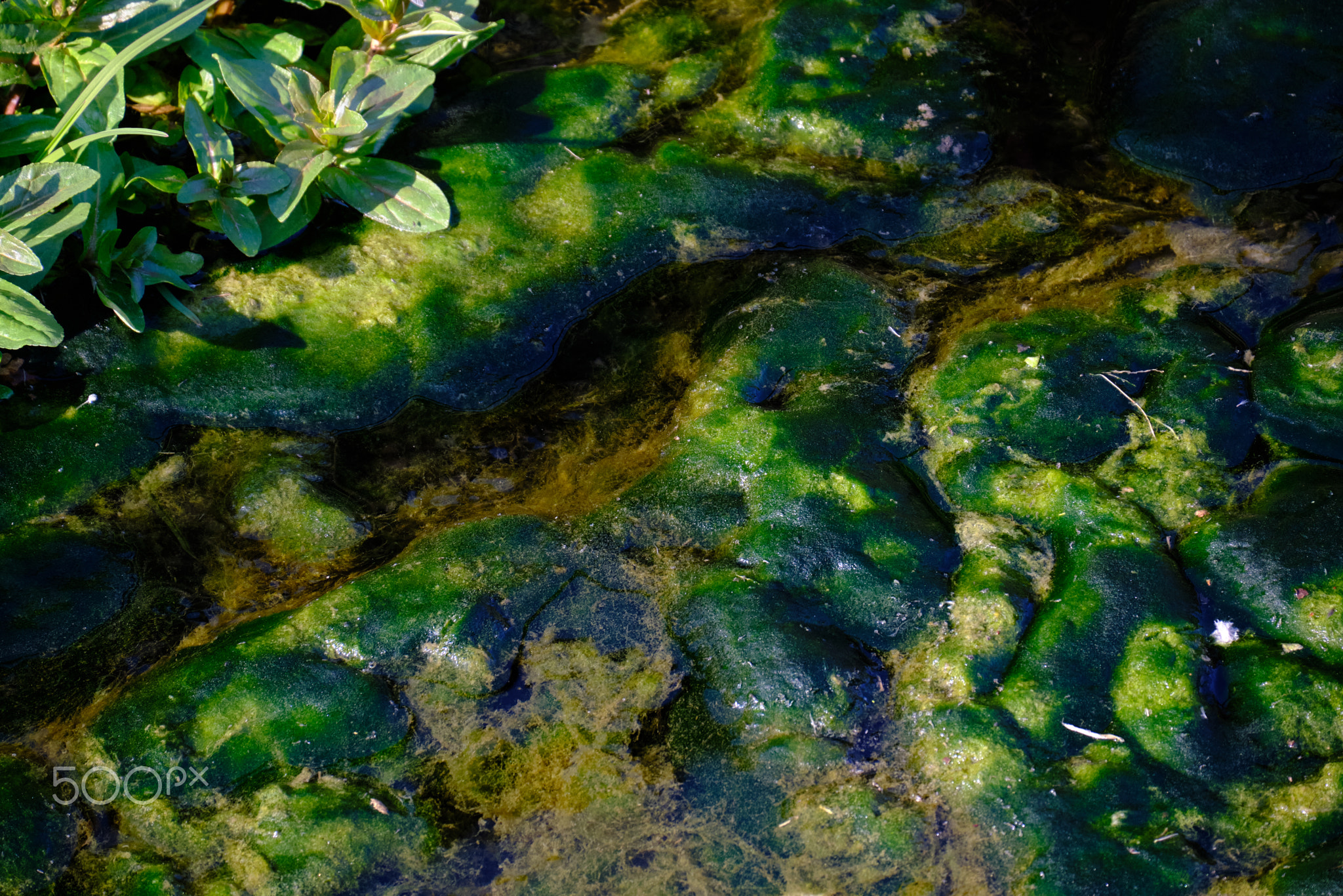 Green river