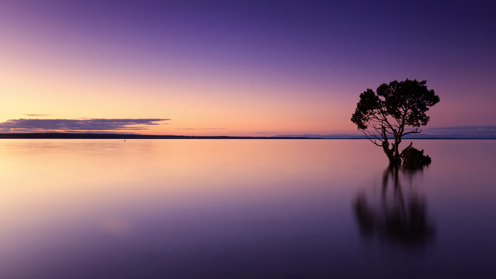 Tree Lonely In The Water by Jason King on 500px.com