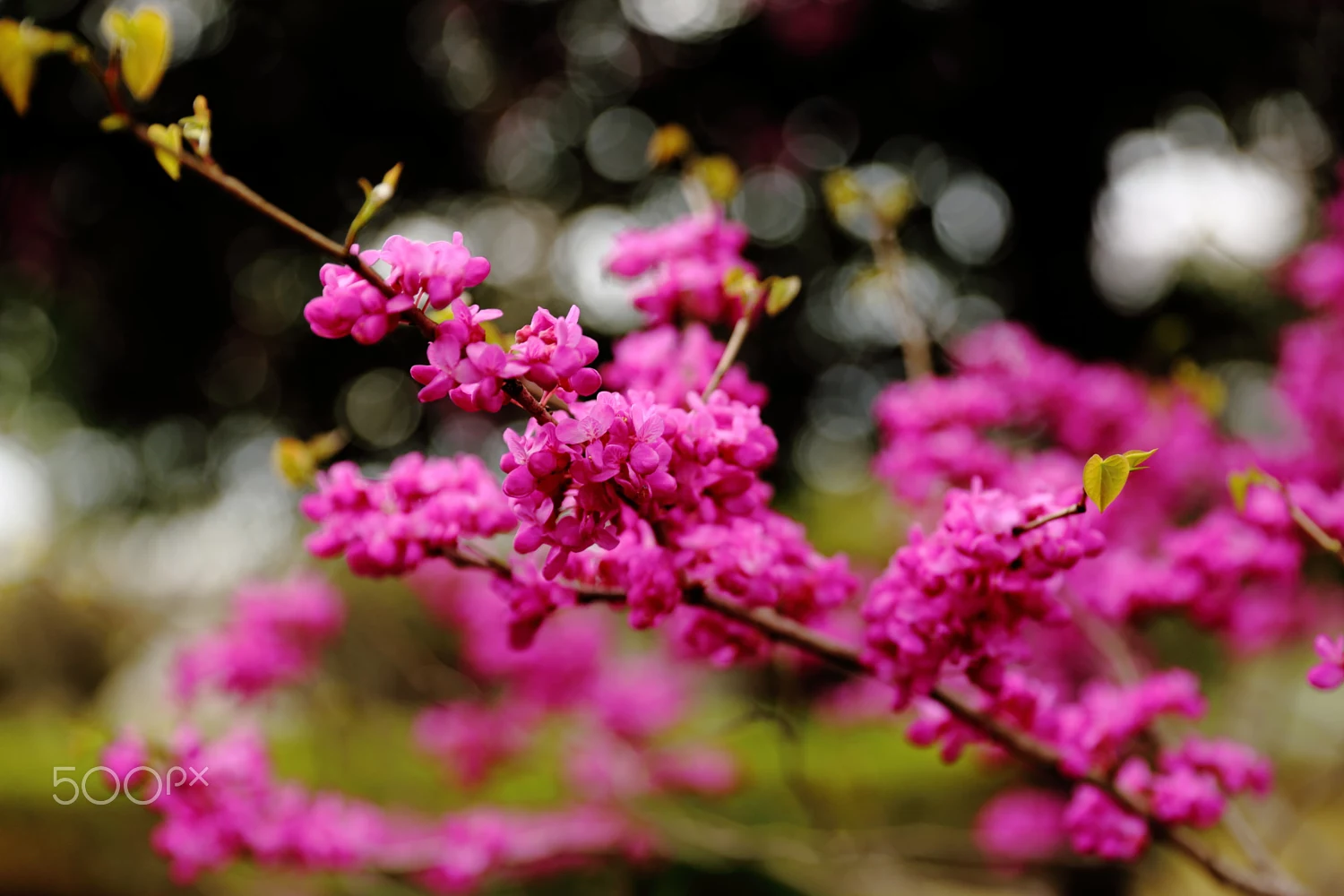 Shoji Majestic Photographer Profile 500px