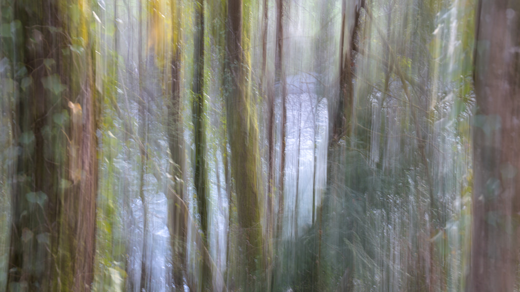 Surreal forest by Cesar Ordóñez on 500px.com