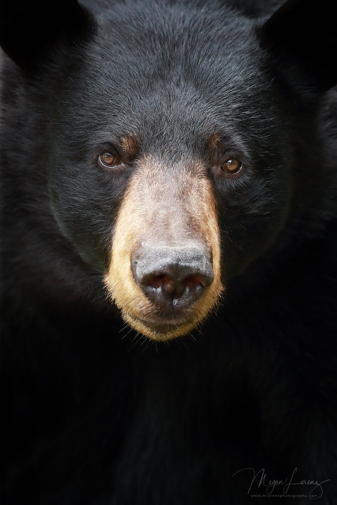 Face to Face by Megan Lorenz on 500px.com