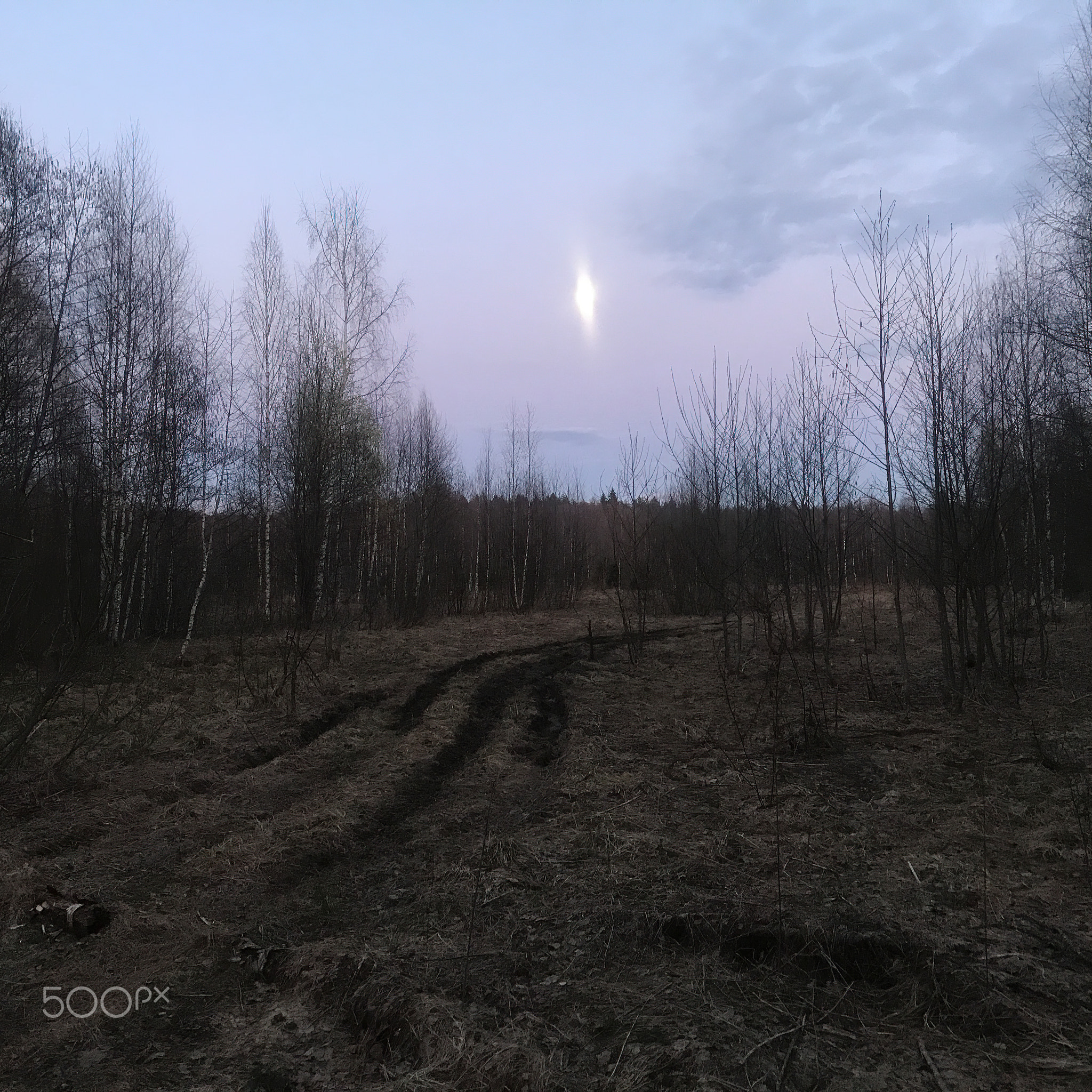 Spring landscape with moonrise in the wild forest