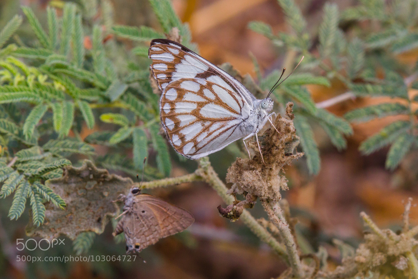 Canon EOS 60D sample photo. African caper white pomegranate photography
