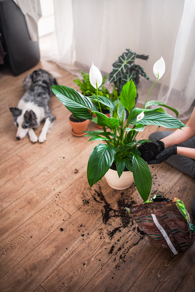 Transplanting flowers by Iza ?yso? on 500px.com