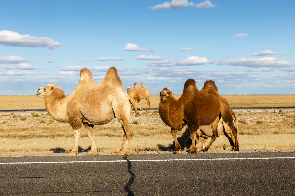 camel in the Gobi desert, Inner Mongolia by Mikhail on 500px.com