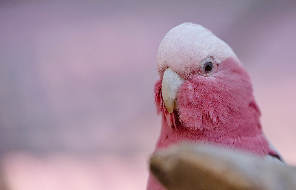 Rosa parrot ? by Benjamin Bergstedt on 500px.com