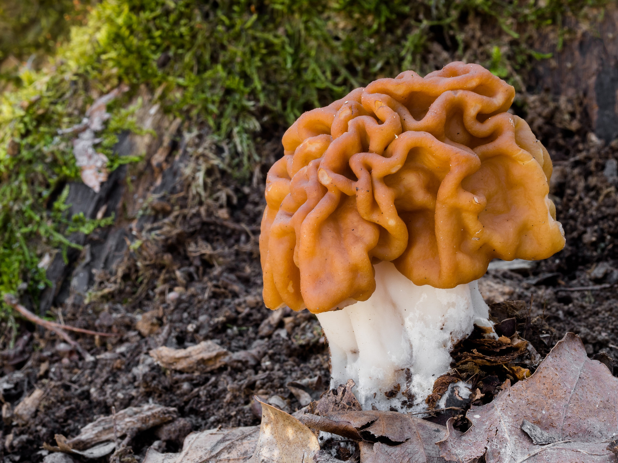 Gyromitra gigas