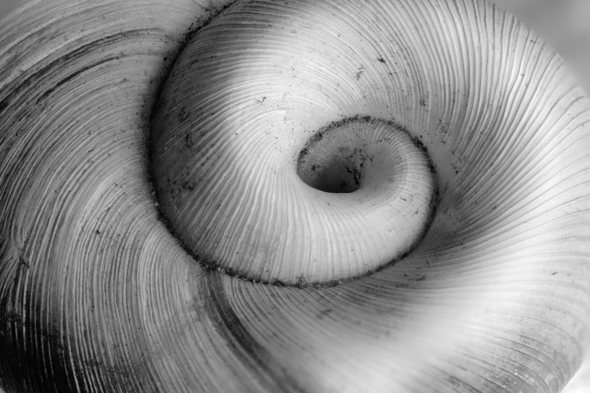 Curvy Nature