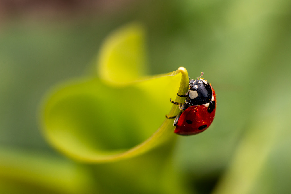 Ladybird by Paul Iddon on 500px.com