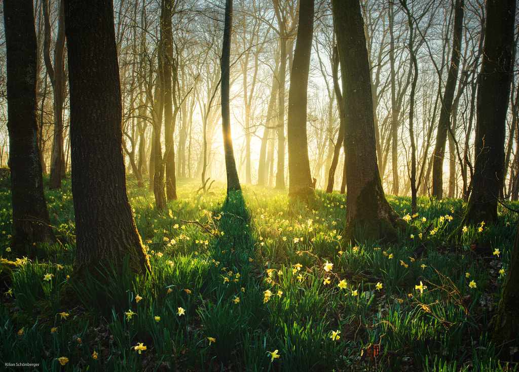 Springtime by Kilian Schönberger on 500px.com