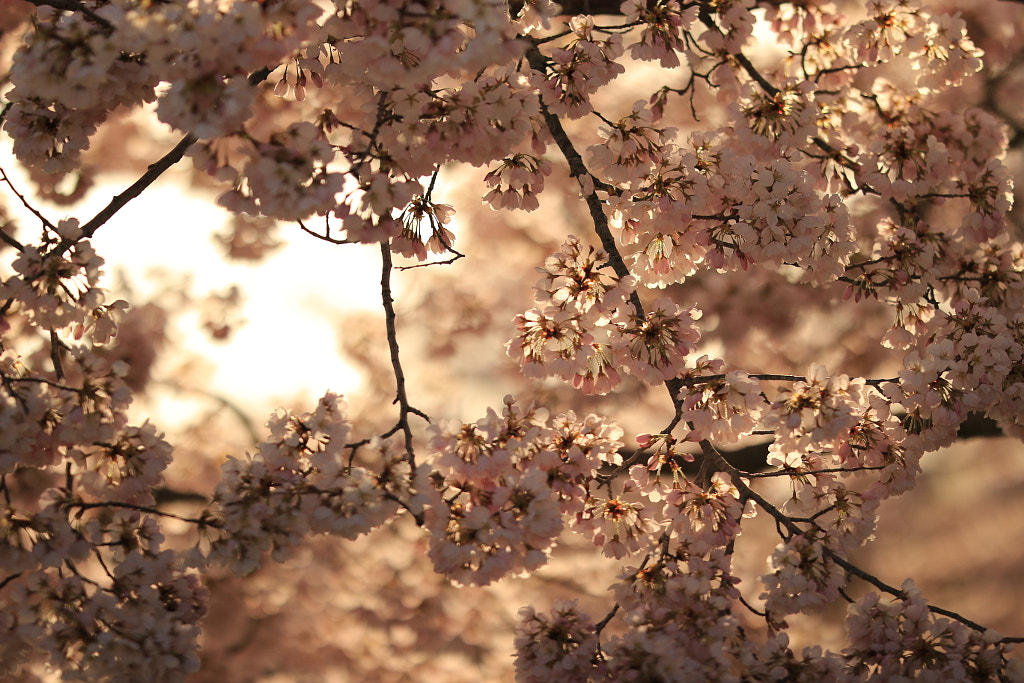 新英格蘭櫻花 by 任思麒 Kandice Zimbleman on 500px.com