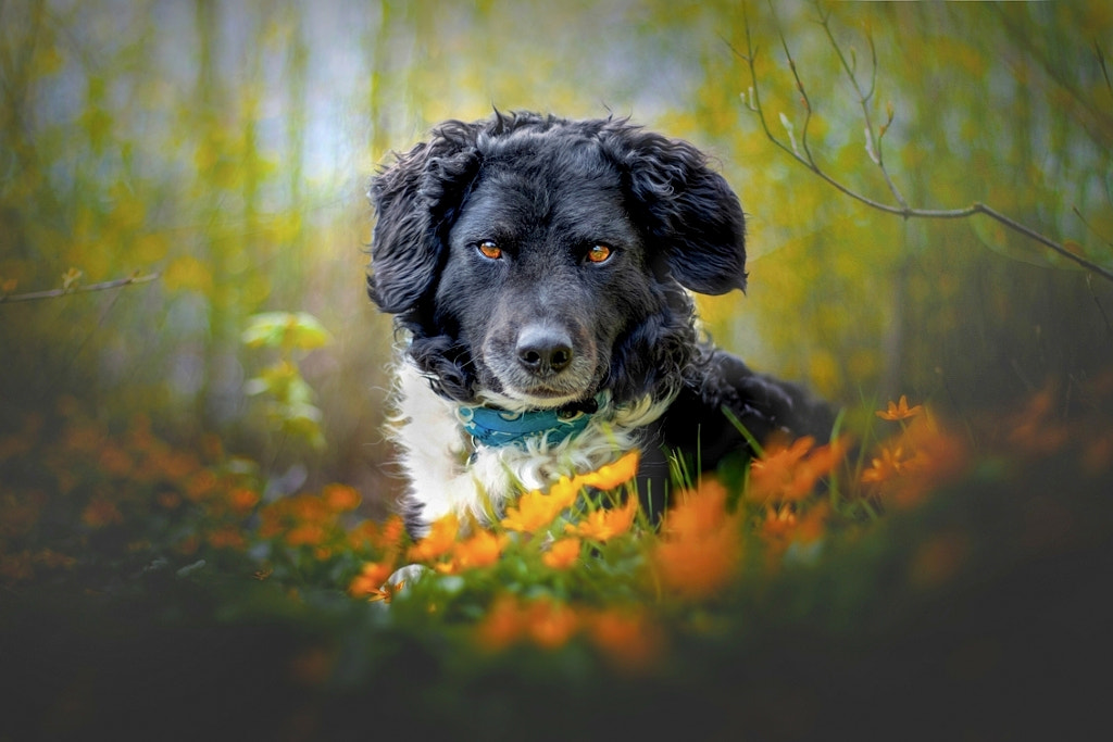 Spring by Sandy van Kruysdijk on 500px.com