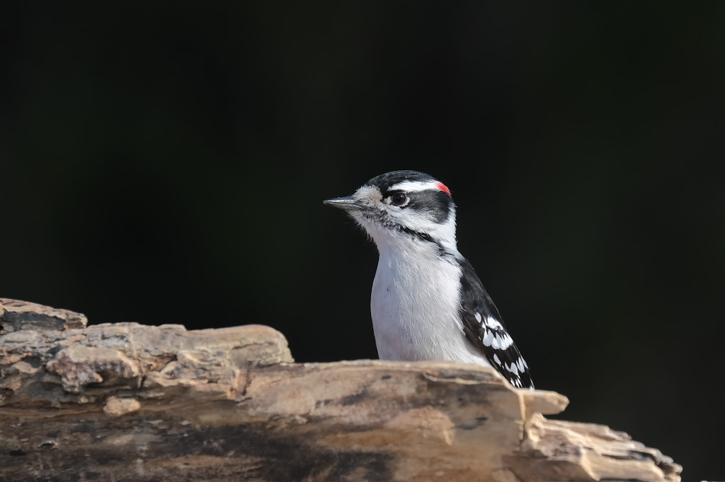 Downy Woodpecker Birds of Georgia: Top 10 Most Common Birds Found in Georgia: A Guide for Birdwatchers