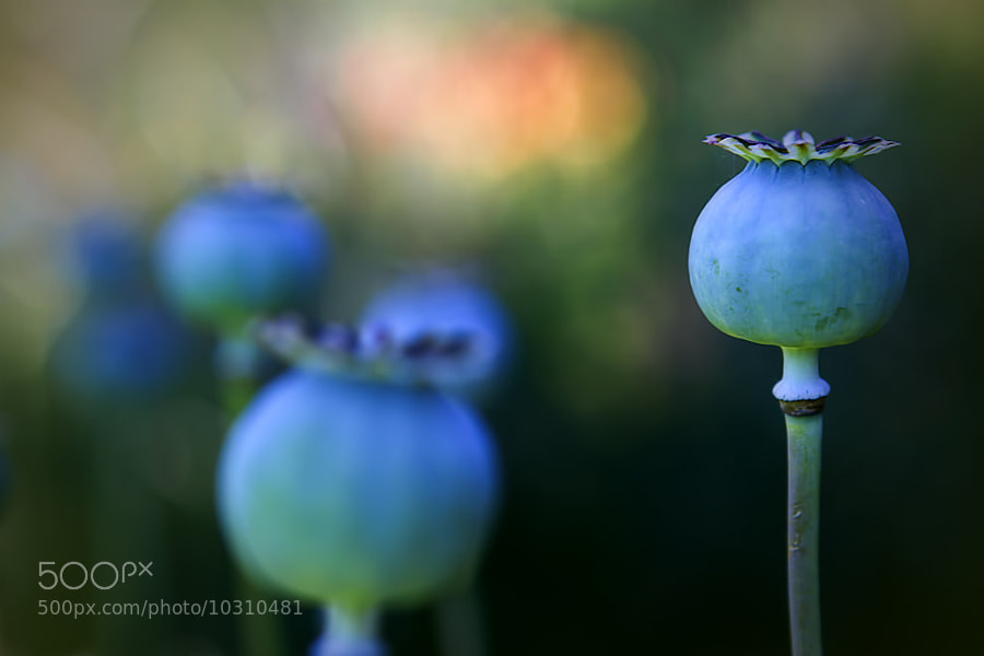Photograph Evening Glow by Wim Bolsens on 500px