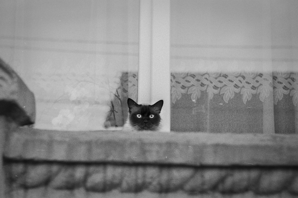 cat on film by Bogdan Z. on 500px.com