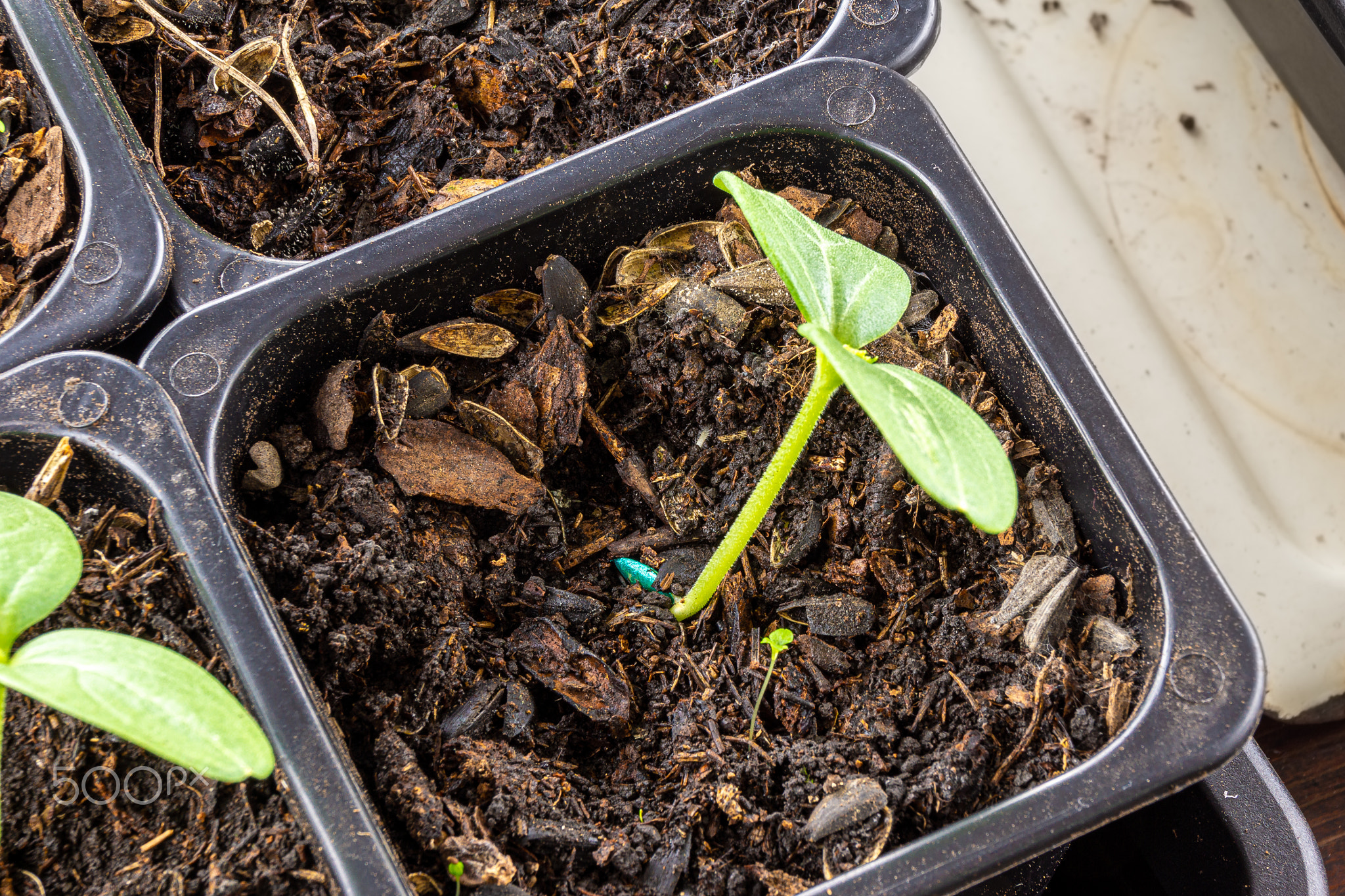 growing seedlings from green seeds treated to protect against pests