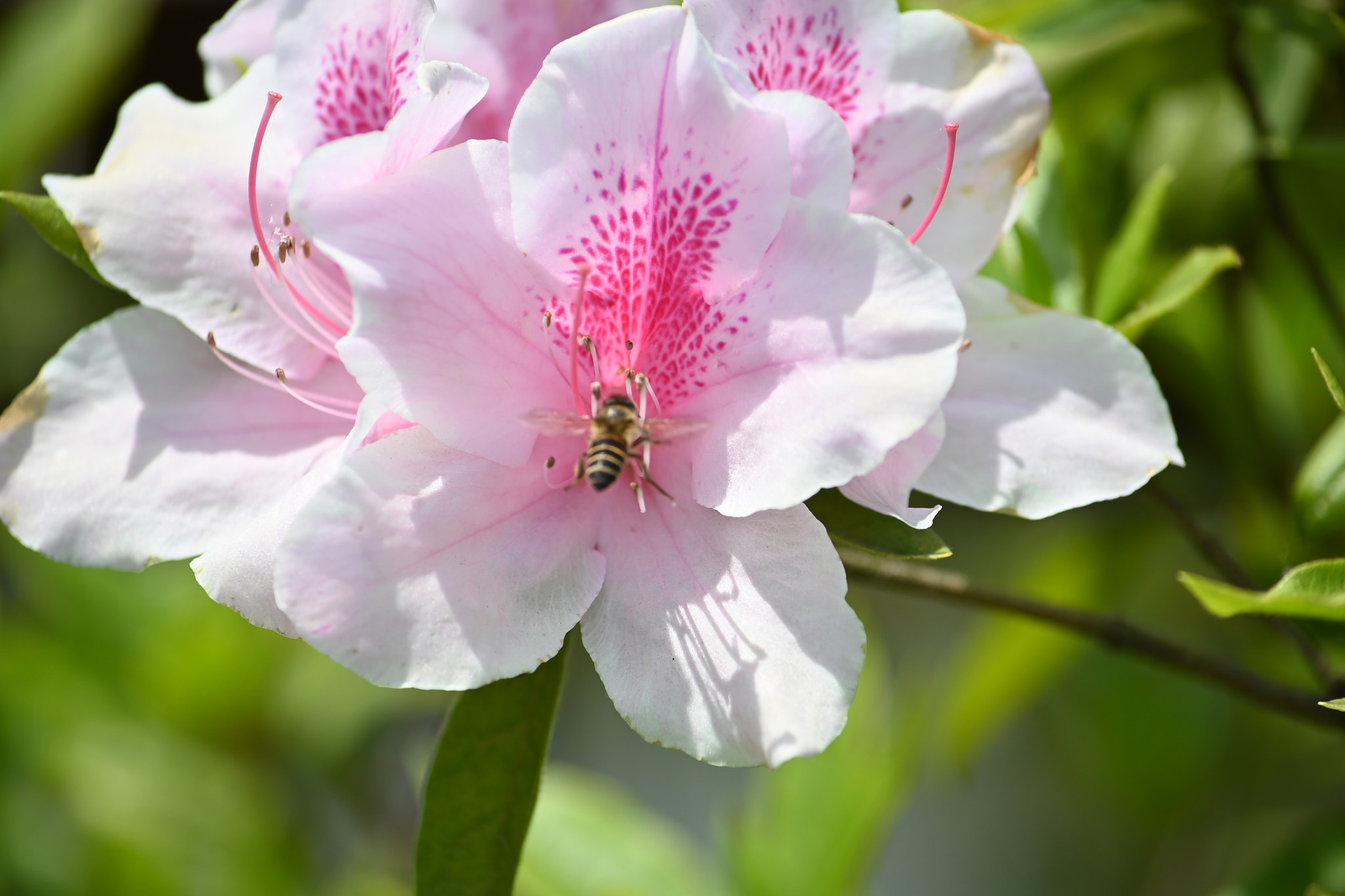 White and pink azalea blossom and a bee