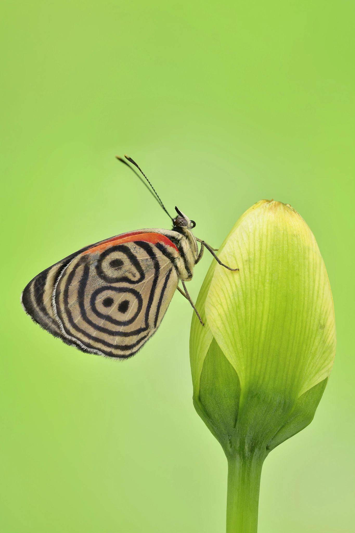 Cramer's eighty-eight - Diaethria clymena