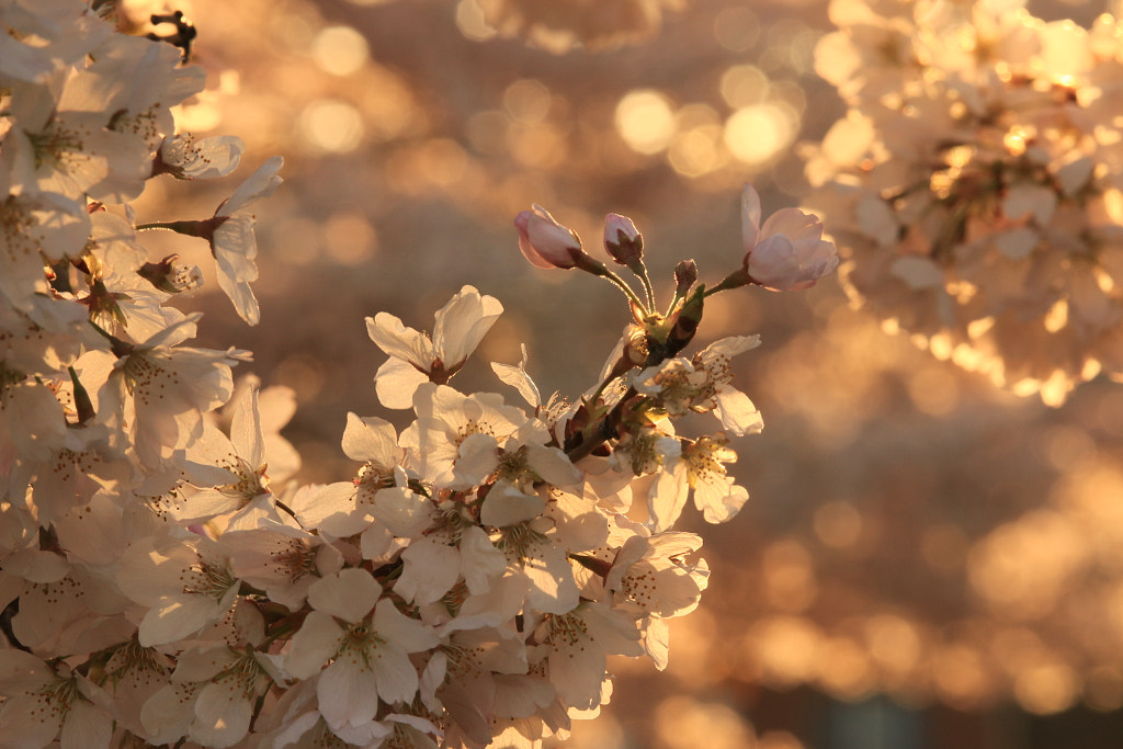 新英格蘭櫻花  by 任思麒 Kandice Zimbleman on 500px.com