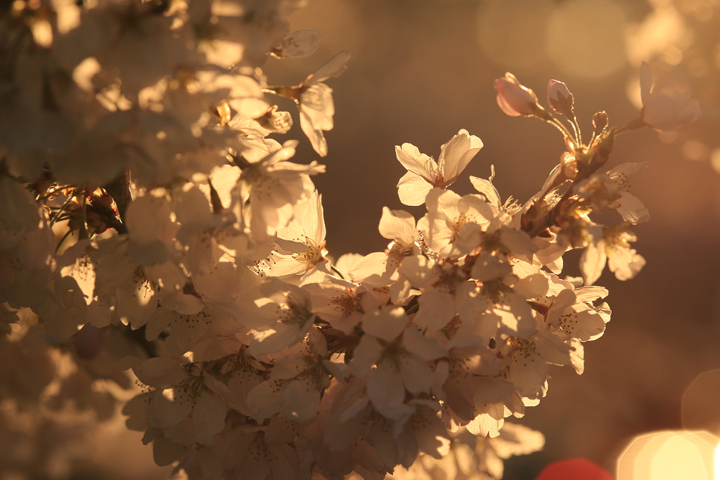 新英格蘭櫻花  by 任思麒 Kandice Zimbleman on 500px.com