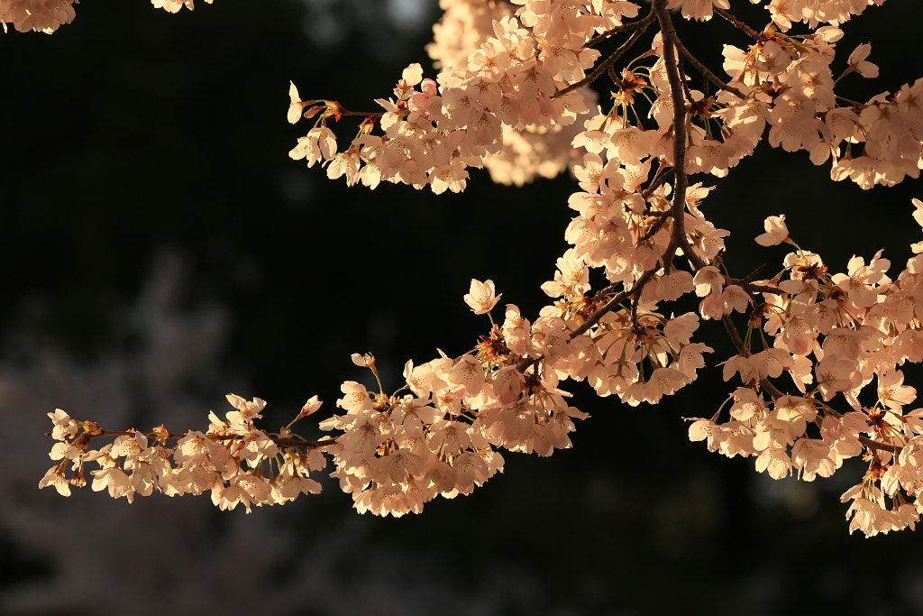 新英格蘭櫻花  by 任思麒 Kandice Zimbleman on 500px.com