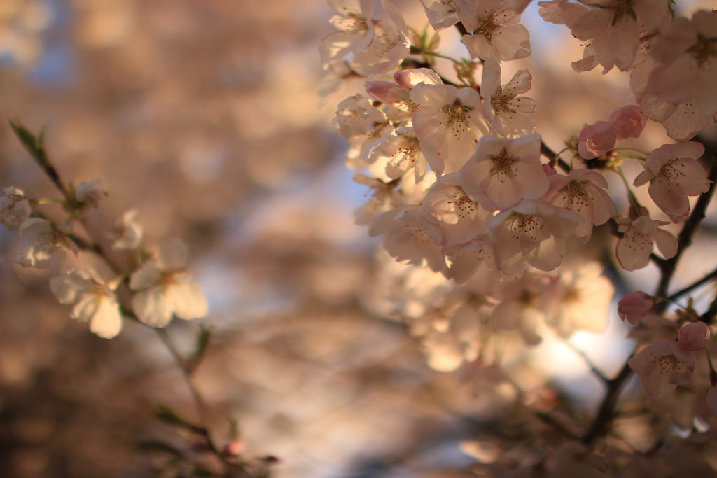 新英格蘭櫻花  by 任思麒 Kandice Zimbleman on 500px.com