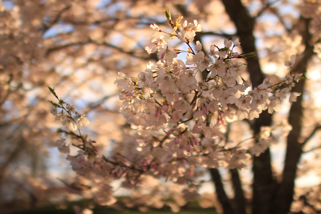 新英格蘭櫻花  by 任思麒 Kandice Zimbleman on 500px.com