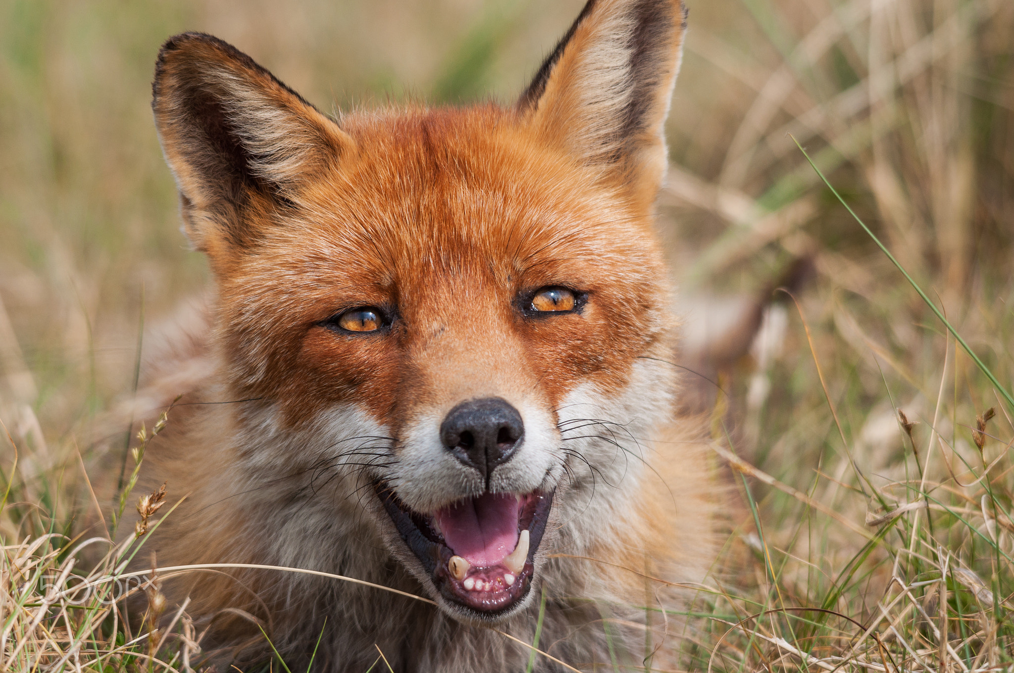 Resting fox