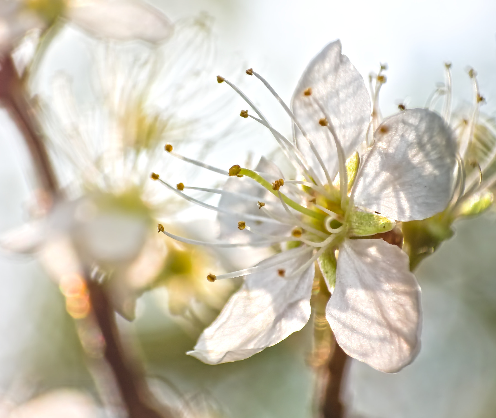 Spring lights