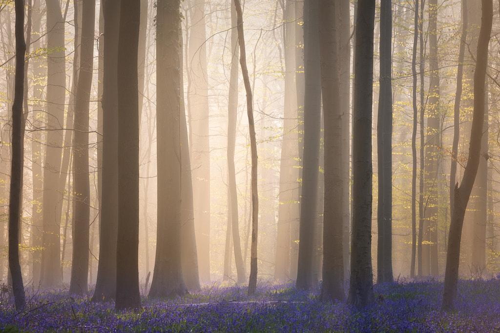 Forest of Halle, Belgium by Sven Broeckx on 500px.com