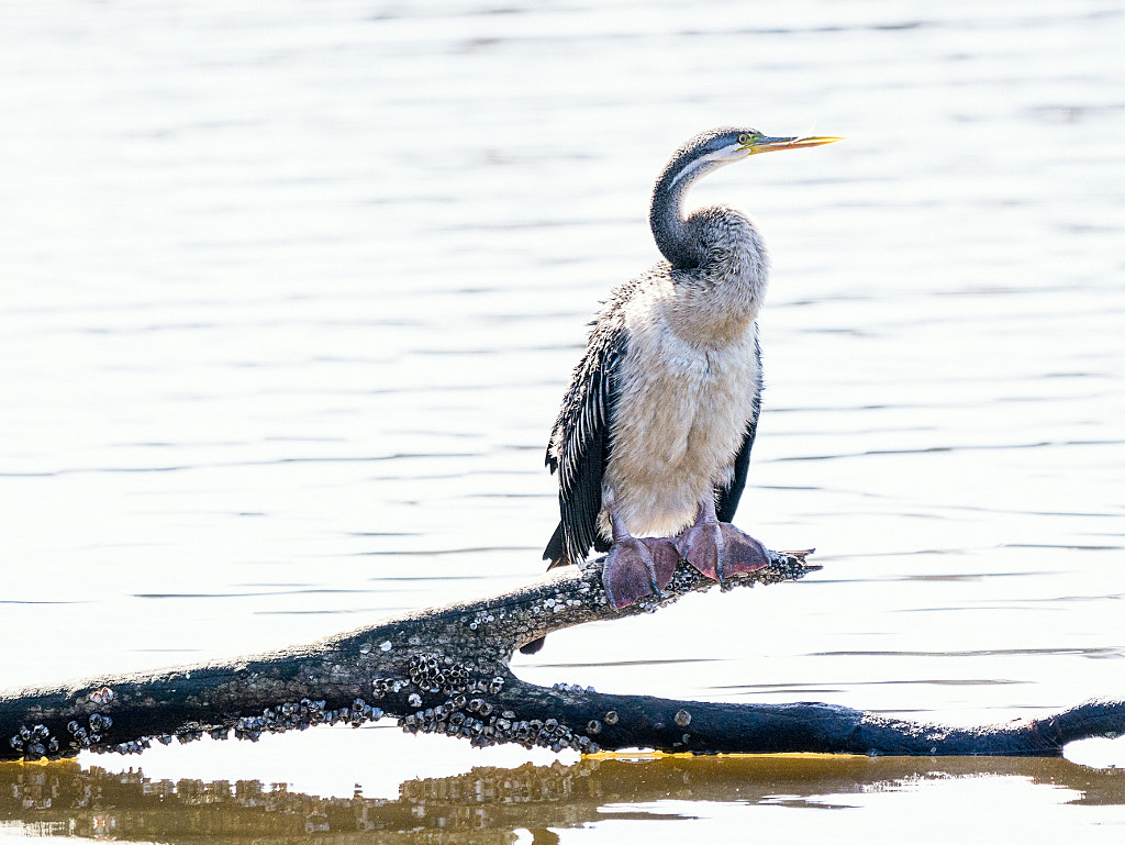 Madi by Paul Amyes on 500px.com