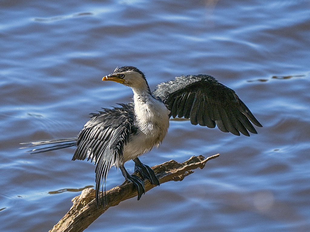 Kokoko by Paul Amyes on 500px.com
