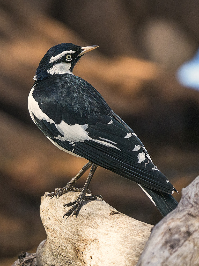 Dilabot by Paul Amyes on 500px.com