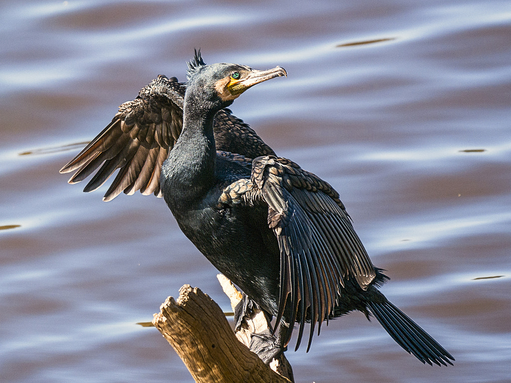 Karbanga by Paul Amyes on 500px.com