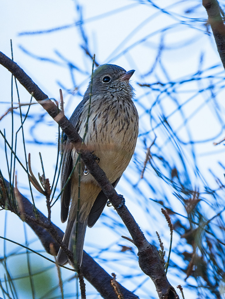 Rufous Whistler by Paul Amyes on 500px.com