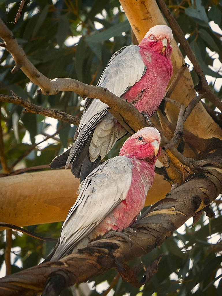 Biako by Paul Amyes on 500px.com