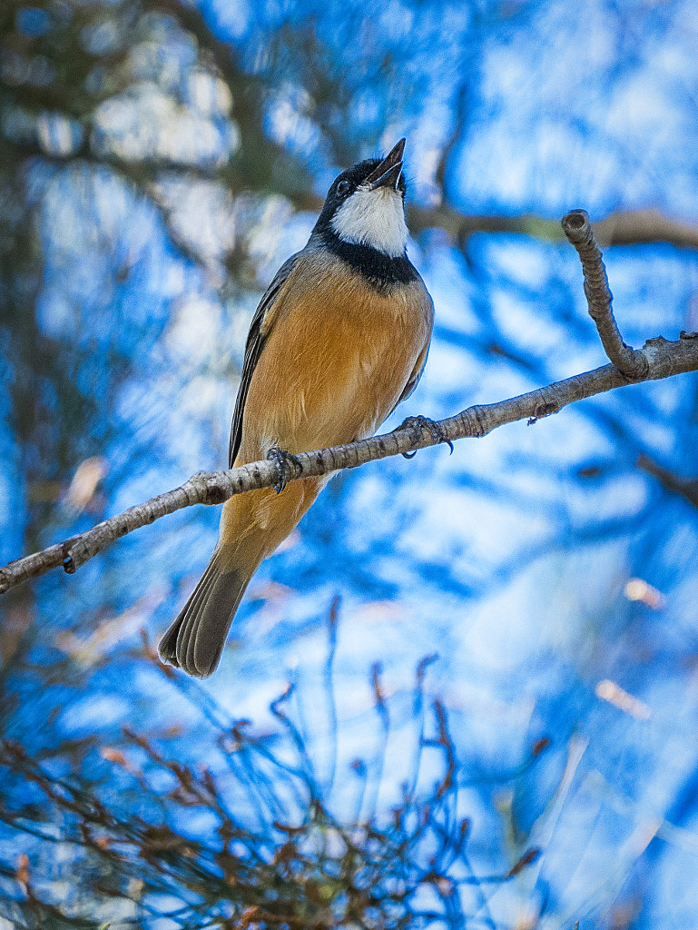 Rufous Whistler by Paul Amyes on 500px.com
