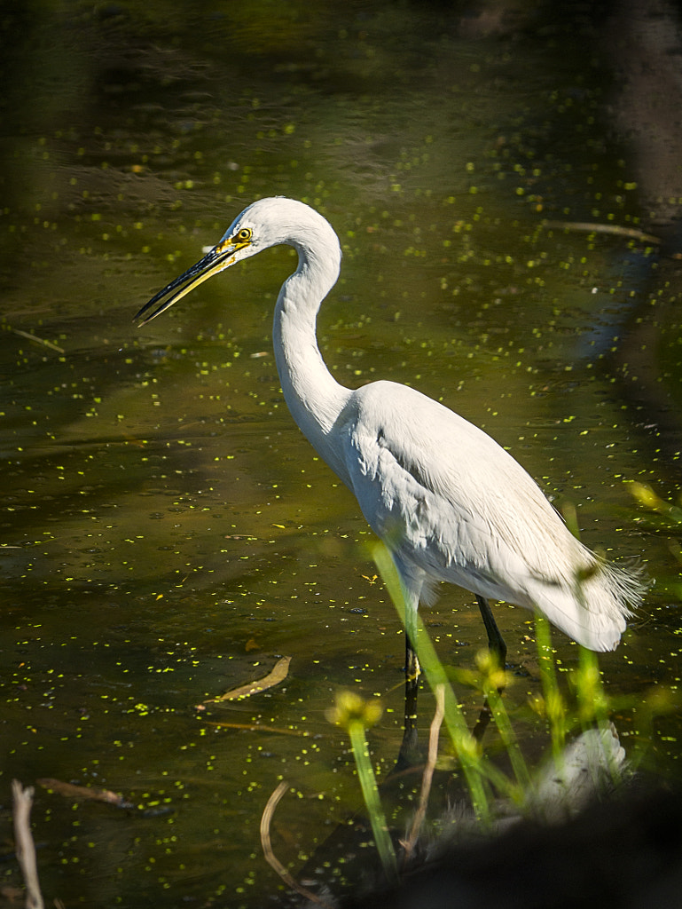 Little Egret by Paul Amyes on 500px.com