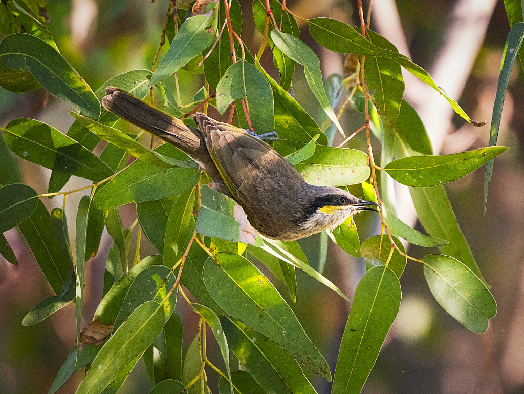 Dooromdorom by Paul Amyes on 500px.com