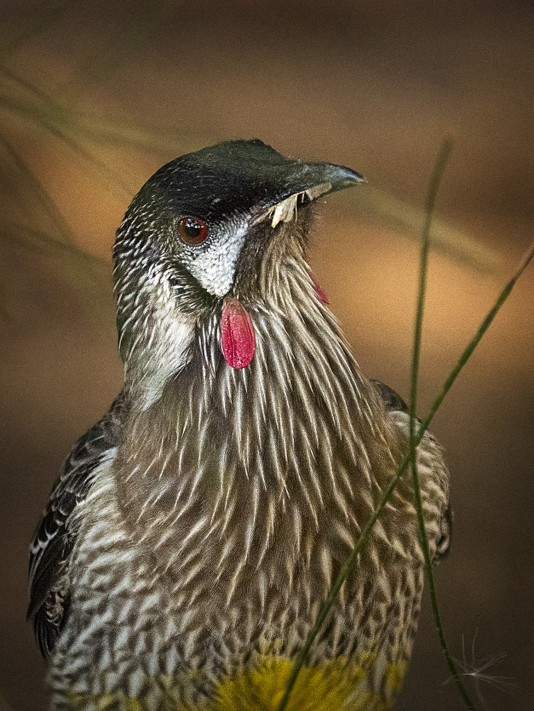 Wodjalok by Paul Amyes on 500px.com