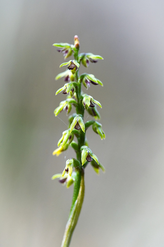Pygmy Orchid by Paul Amyes on 500px.com
